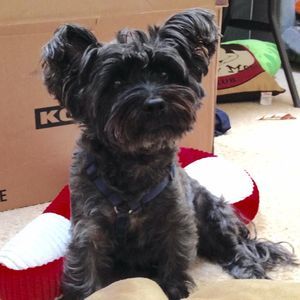 Meet your Posher, Anne